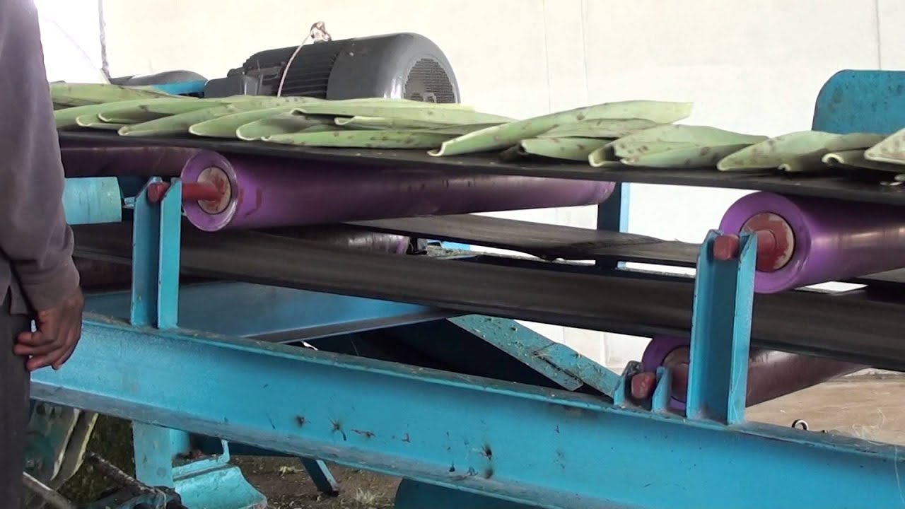 V150: Sisal Fiber Scraper (Raspador de Sisal Fibra)