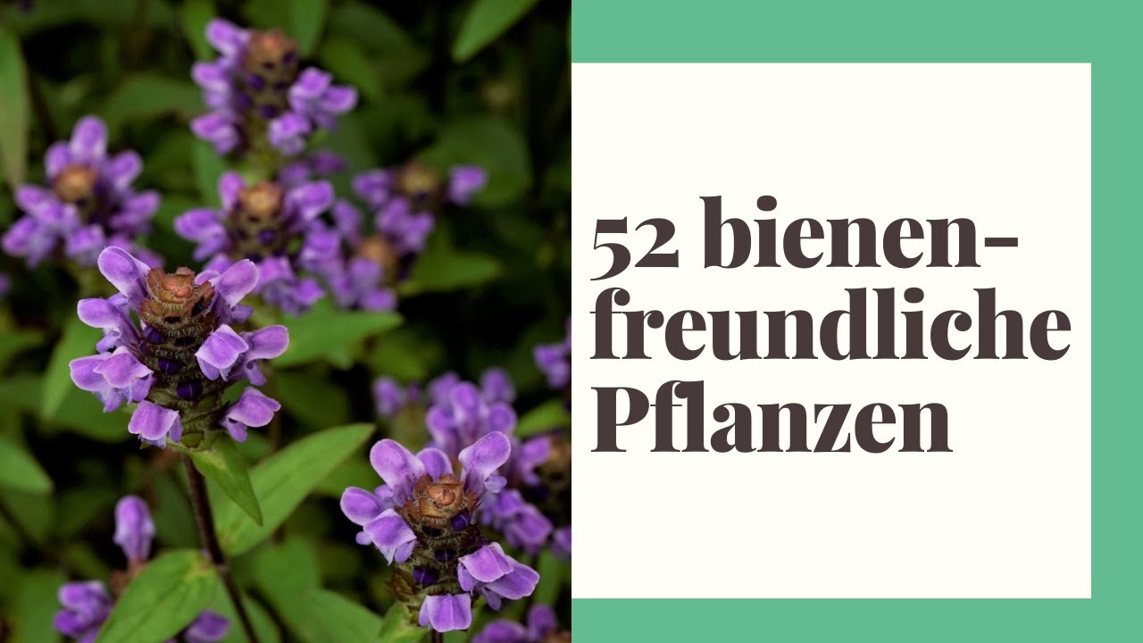 52 bienenfreundliche Pflanzen für Ihren Garten