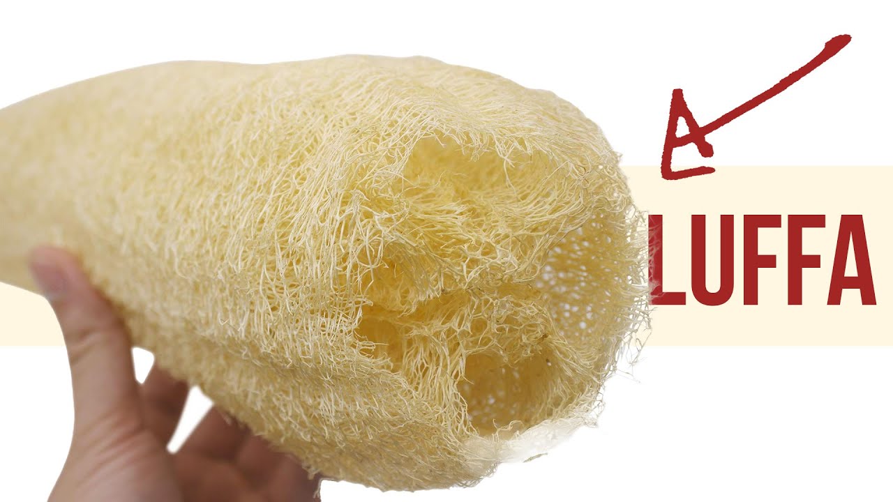 How Luffa Sponges are Made + and how to make your own Luffa