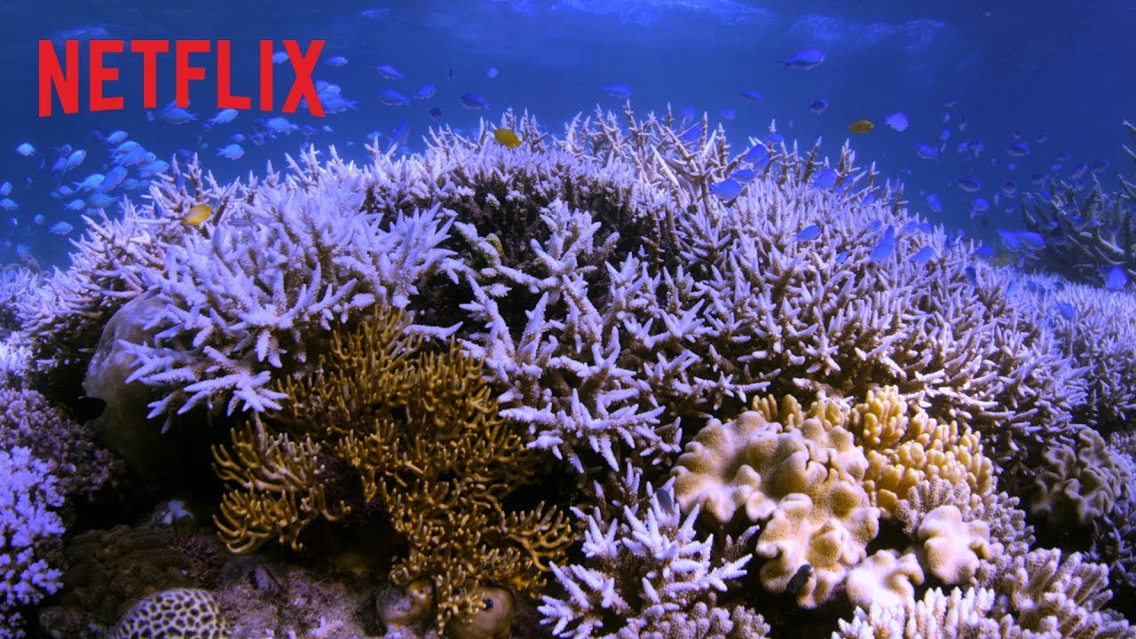Chasing Coral | Offizieller Trailer | Netflix