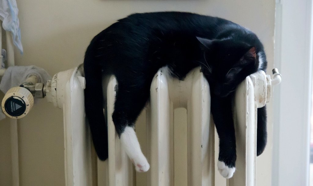 Katze auf Heizkörper liegend